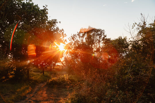 Golden hour sunburst through trees illuminating a forest path with lens flare