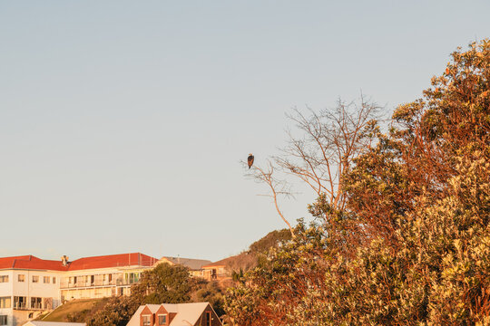 A lone bird of prey perches on a bare branch against a clear sky at sunrise