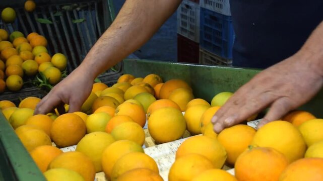 Manual selection of oranges on conveyor belt in warehouse