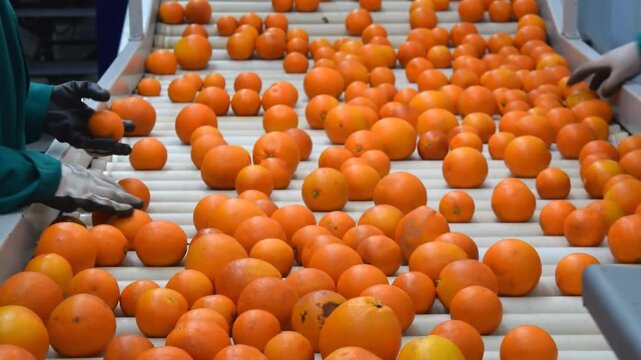 Manual selection of oranges on conveyor belt in warehouse