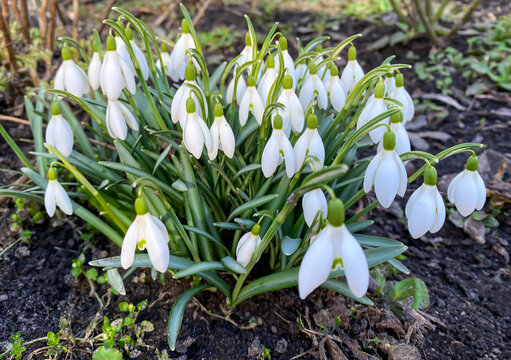 Snowdrops in the sunlight. Spring flowers in the forest. Spring symbol. Galanthus nivalis on spring garden. The first spring flowers bulbs. Floral spring background.