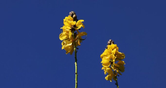 Portrait of beautifully vibrant yellow Popcorn Cassia flower heads (Senna didymobotrya) amongst dark green leaves and foliage. Captured in slow motion on a sunny day.
