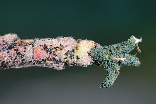 Larvae that have just come out from overwintering eggs (also visible) on the bark. A large colony of aphids on a pear tree bud. Pear bedstraw aphid, Dysaphis pyri. 