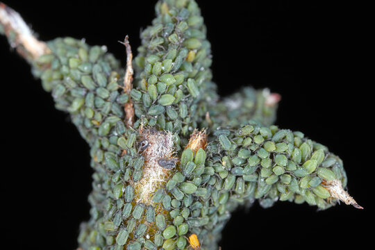 Pear bedstraw aphid, Dysaphis pyri. Larvae that have just hatched from eggs overwintering on the bark. A large colony of aphids on a pear tree bud.