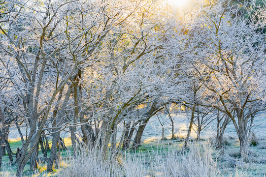 Morning sunshine through tree branches covered in heavy frost