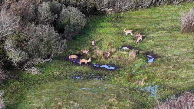 Red deer stags and hinds wallowing in the mud during the rut in County Donegal, Ireland
