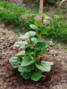 Fresh Malabar Spinach (Basella alba) plant growing in an organic home garden with bamboo support