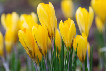 Obraz premium yellow crocuses slightly open, tA meadow full of yellow crocuses, yellow flowers, green stems of the crocuses, early bloomers, harbingers of spring