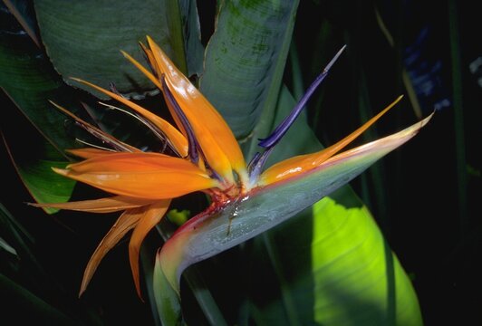Strelitzia reginae - Bird of Paradise in Bloom
