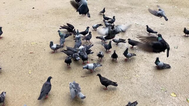 Large flock of pigeons gathering and flying to feed outdoors in Thailand, dynamic wildlife bird activity scene.