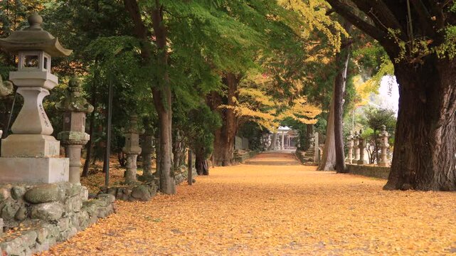 4K Autumn Ginkgo Leaf Carpet on Shrine Path in Japan | No Audio | Color Graded