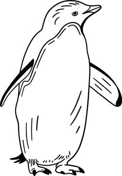 Outline illustration of a penguin in a black line art coloring book style, vector drawing