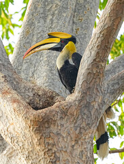 Hornbills live naturally in the forests of Thailand. © nopwaratch