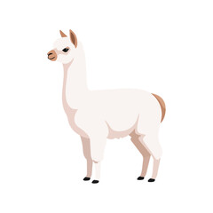 Fototapeta premium White Llama Standing Isolated on Plain Background
