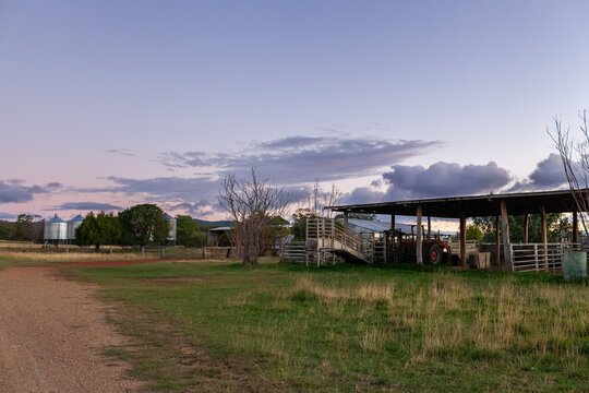 farm scene at dusk with sheep yards and livestock chute in paddock