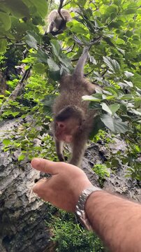 Tourist hand feeding a wild monkey in Phuket Thailand, intimate wildlife encounter with a macaque primate.