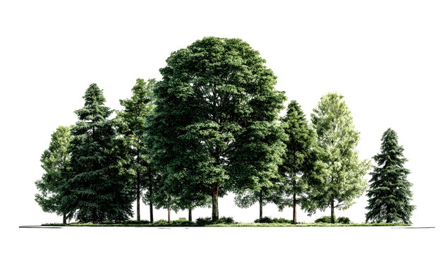 Group of mixed evergreen conifer and deciduous trees with detailed foliage isolated on transparent background for professional landscape design and architectural visualization compositions