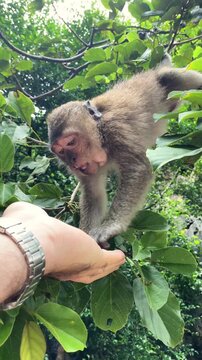 Wild monkey sitting in a tree eating from a person's hand and climbing onto their shoulders in Thailand.