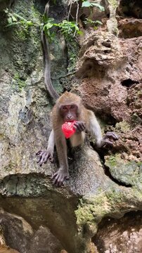 Wild monkey sitting on a rock eating watermelon in Thailand, close-up of primate enjoying fruit in nature.