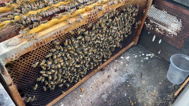 Honeycomb frames with bees producing honey at a honey farm in Thailand, beekeeping and honey production concept.