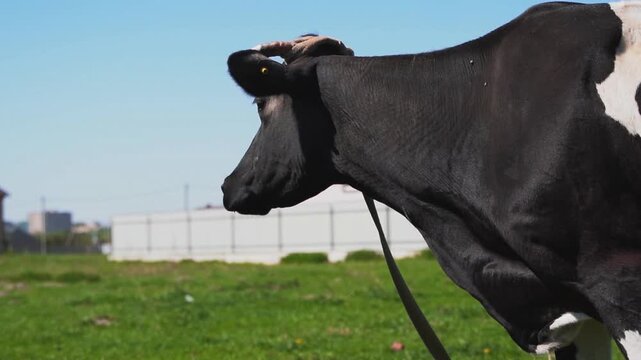 Black and white cow mooing then grazing on a green pasture in a rural countryside landscape on a sunny day