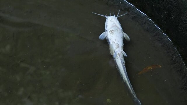 Dead Fish Floating in Pond Water, Environmental Pollution Concept