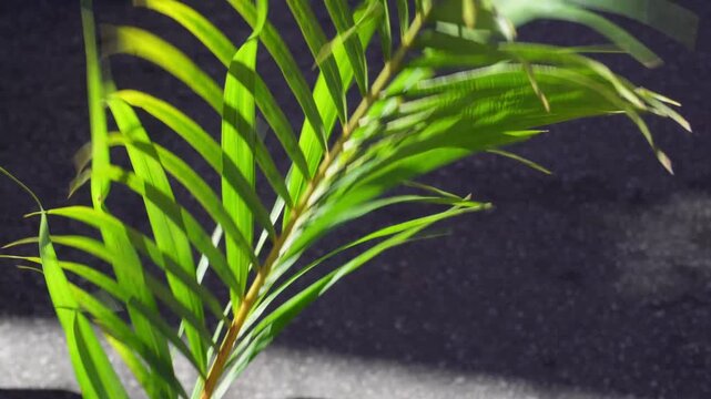 Holy Week Palm Sunday - religious symbol