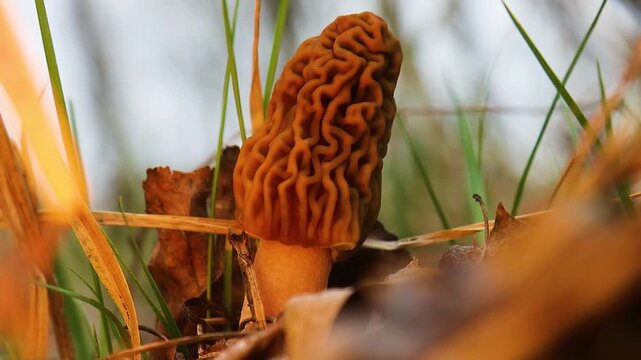 Close Up of Morchella Mushroom in Spring Woodland Detail