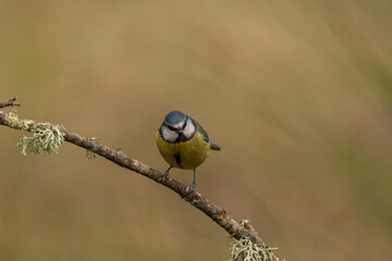 A blue tit is sitting on a branch. A cyanistes caeruleus in its native habitat. © prochym