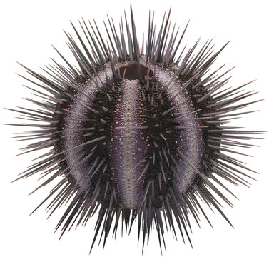 A spherical sea urchin with numerous dark purple spines radiating from its central bony test shell isolated on transparent background