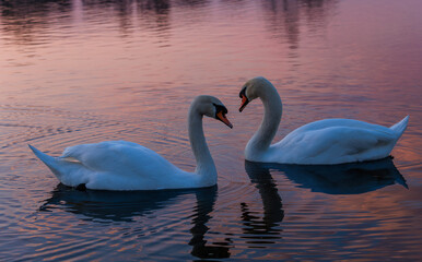 Para łabędzie pływająca o zachodzie słońca. © Arek mały