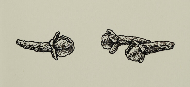 Hand-drawn black liner illustration of three dried cloves spices on textured paper. Horizontal composition, beautiful clean lines, detailed realistic sketch, botanical drawing and copy space for text.