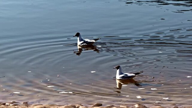 Pair Of Seagulls  Gulls Swimming In Calm Water Near Sandy Shore