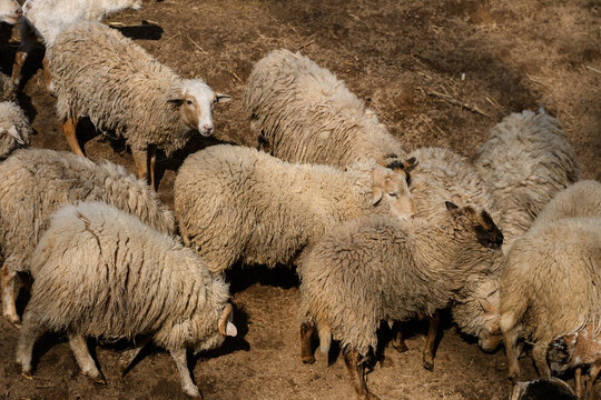 Sheep Journey Seen. Group Of Norwegian Sheep In Motion Across Earthy Terrain From Above. An Aerial View Captures Norwegian Sheep Walking Across Packed Earth Showing Movement And Natural Colors