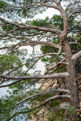 Obraz premium Wind-swept pine tree on rocky coastal cliff by the sea