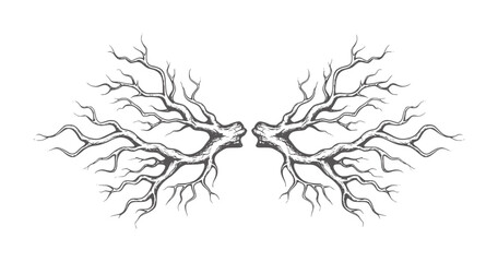 Obraz premium Symmetrical dark grey bare tree branches reaching outwards