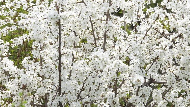 Dense white cherry blossom or plum tree flowers blooming in spring. Full frame floral texture suitable for spring backgrounds, organic cosmetic branding, and seasonal greeting card designs.