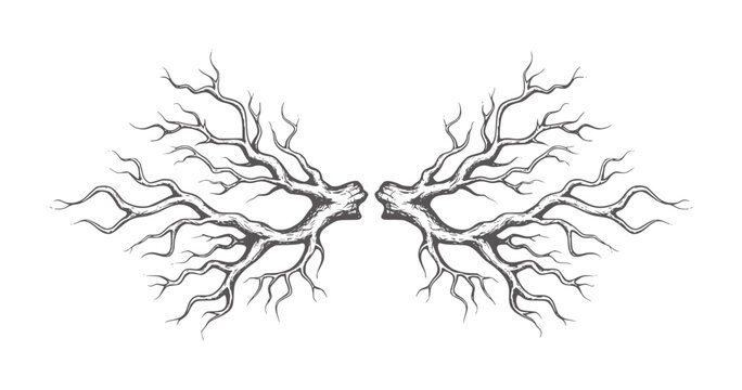 Symmetrical dark grey bare tree branches reaching outwards