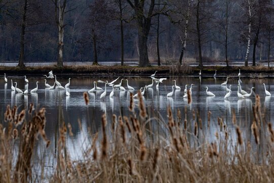 A flock of the great white egrets wading in dark lake in the wetlands. Reflection of the birds in the water. Brown reeds in the foreground. 