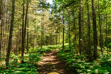 Obraz premium A magnificent footpath lined with ferns, winding through the forest on a beautiful summer day.