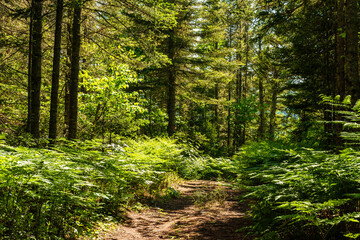 Fototapeta premium A magnificent footpath lined with ferns, winding through the forest on a beautiful summer day.