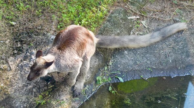 A Grizzled Tree-Kangaroo (Dendrolagus Inustus) stands on a stone ledge next to a small pond, looking down at the water.