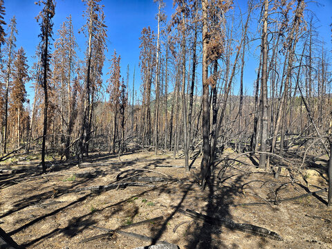 Burned Forest Landscape with Charred Standing Trees Against Blue Sky After Wildfire