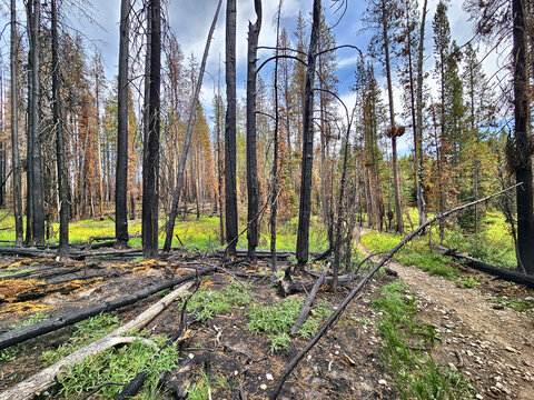 Burned Forest Recovery Showing Charred Trees with Green Wildflowers and Plants Sprouting Beneath