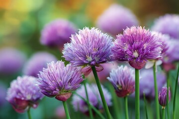 Fototapeta premium Purple chives in full bloom sway gently in the breeze across fields, as warm sunlight bathes the vibrant blossoms, fostering a tranquil ambience