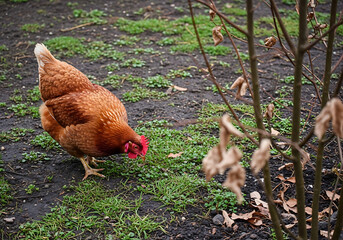 Fototapeta premium A brown hen pecking at the ground in a yard with sparse grass and bare branches