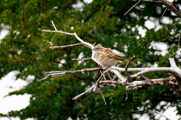 Naklejka premium Small Bird Perched on a Frosty Tree Branch El chalten Argentina
