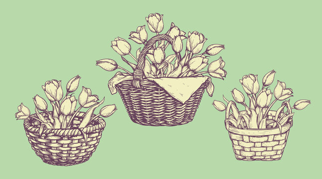 Basket with tulips set. Collection of hand drawn sketch style springtime flowers. Best for easter and birthday postcards and posters. Vector illustration.
