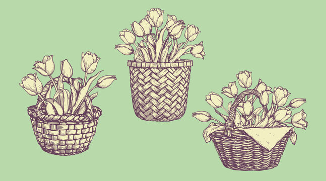Basket with tulips set. Collection of hand drawn sketch style springtime flowers. Best for easter and birthday postcards and posters. Vector illustration.