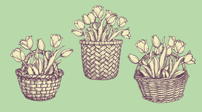 Basket with tulips set. Collection of hand drawn sketch style springtime flowers. Best for easter and birthday postcards and posters. Vector illustration.